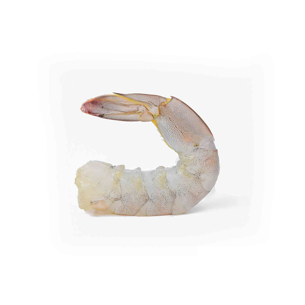 Emirate Shrimp 21/25 Tail on ( XLarge )